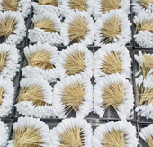 cleaning cotton swab in bulk
